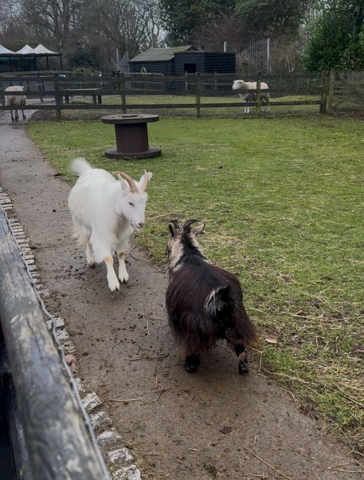 Visited the Hazlehead Park Pets&nbsp;Corner